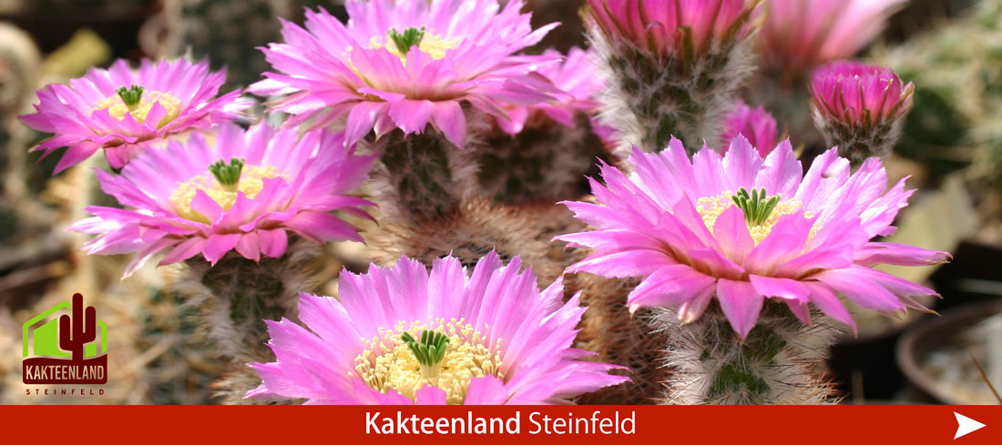 Kakteenland Steinfeld